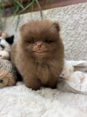 Les chiots de Spitz allemand