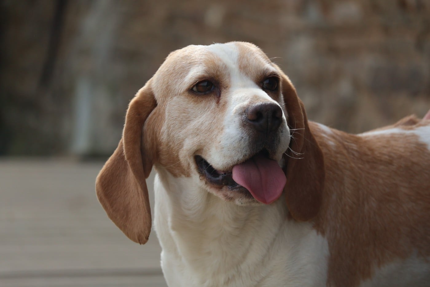 Publication : Du Domaine De Phoebapooros