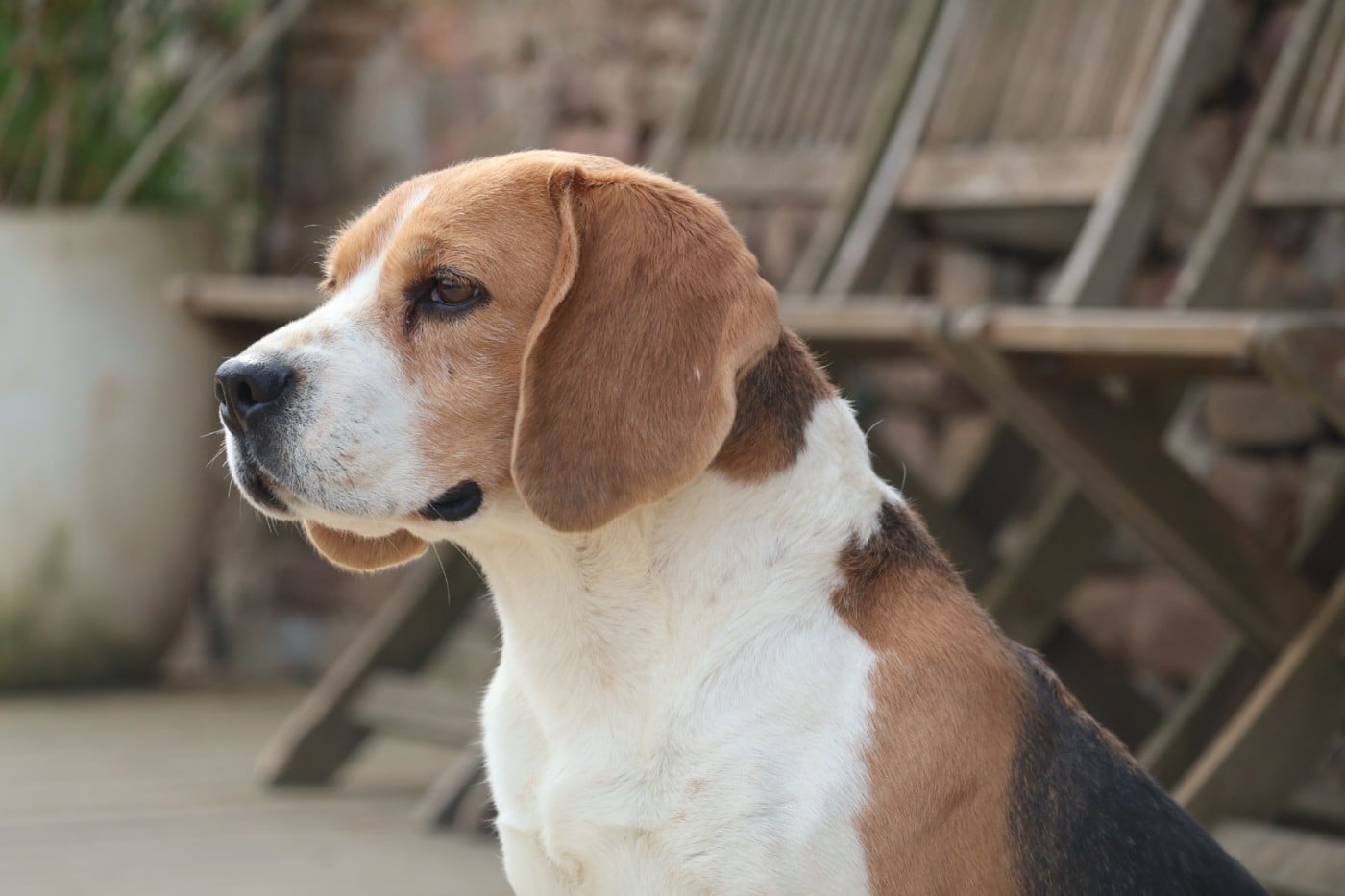 Publication : Du Domaine De Phoebapooros