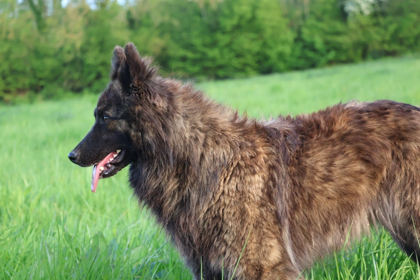 Vida mia Legend'of Ki Breizh