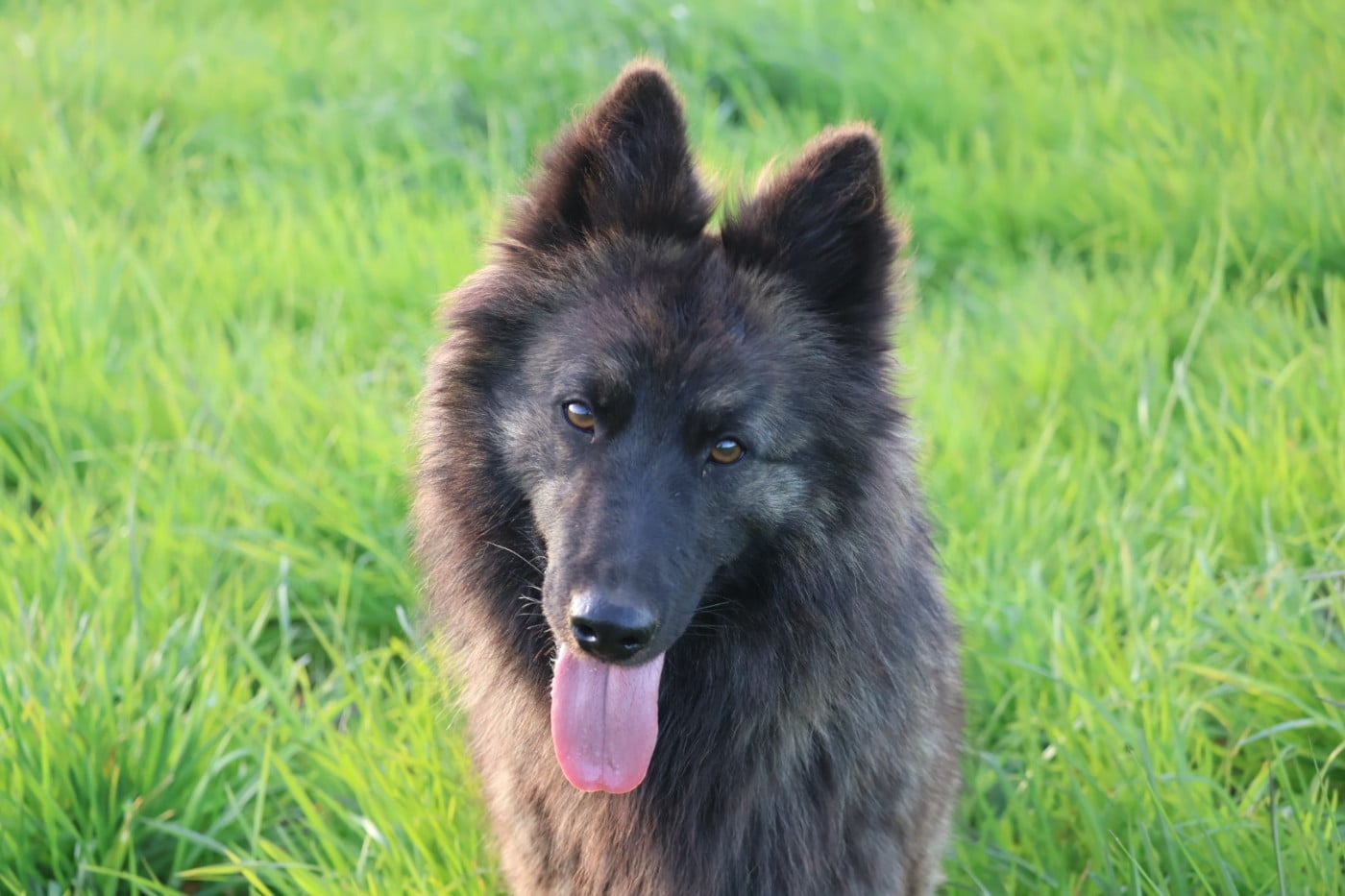 Vida mia Legend'of Ki Breizh