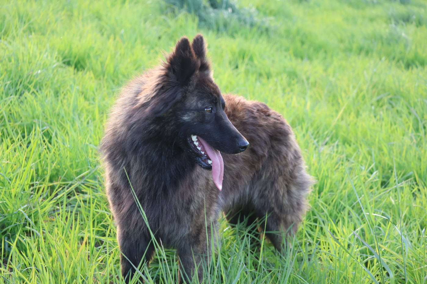 Vida mia Legend'of Ki Breizh