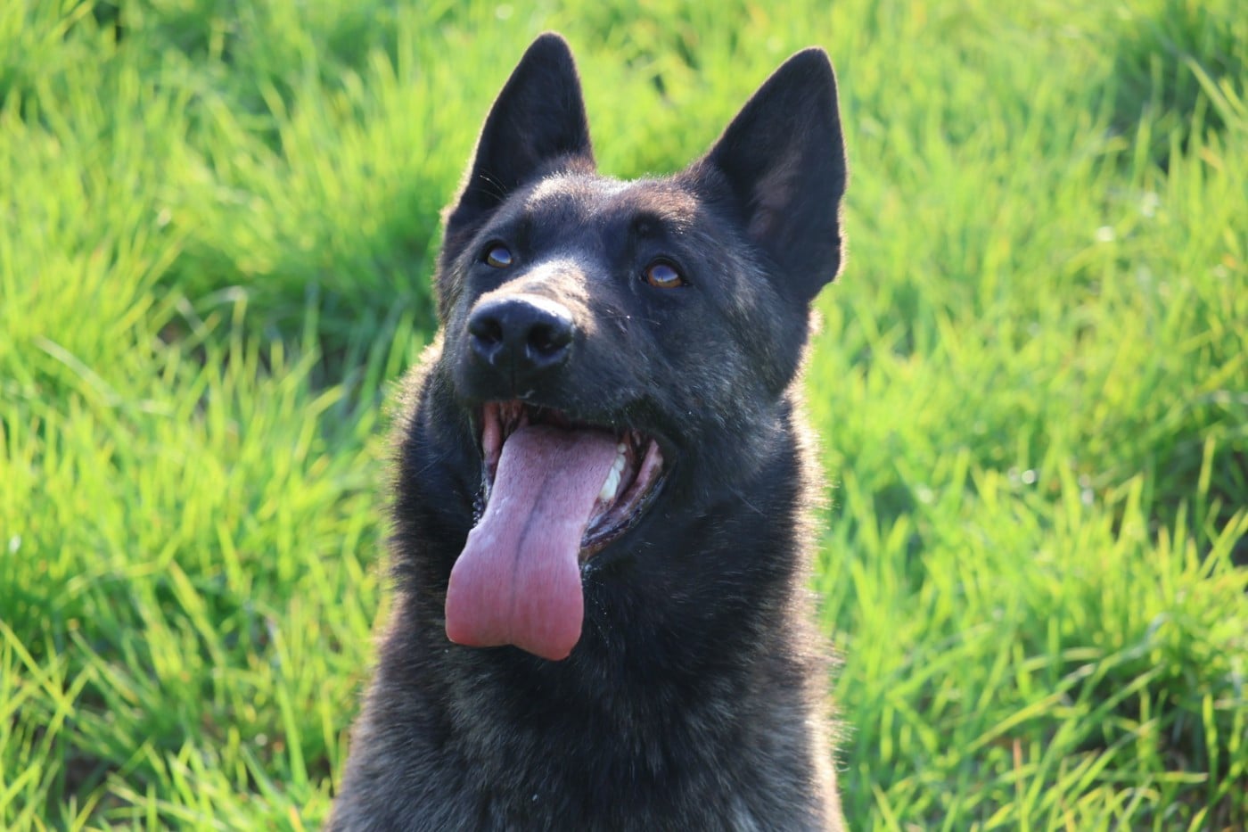 Des Gardiens De La Seine Venga