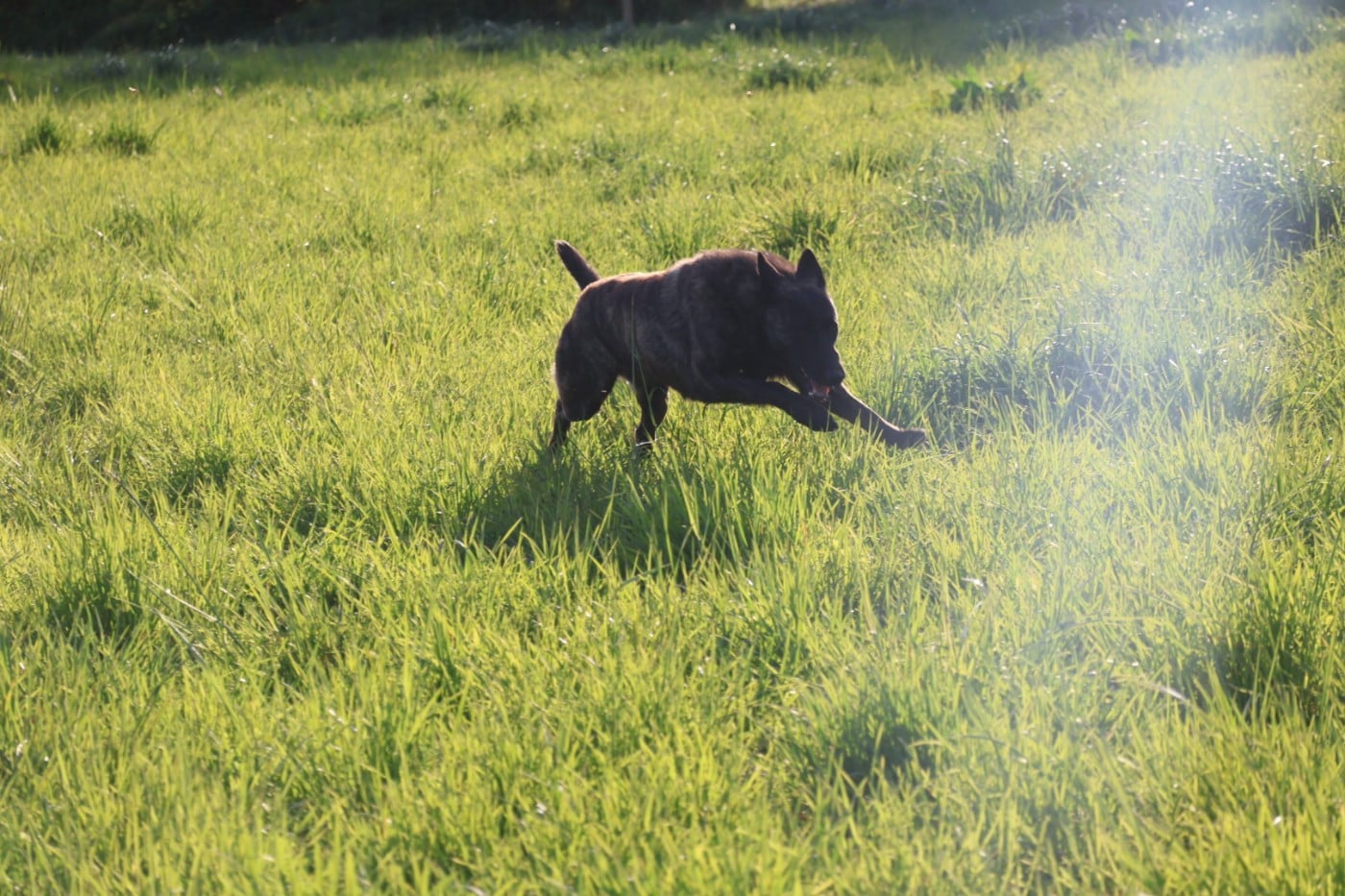Des Gardiens De La Seine Venga