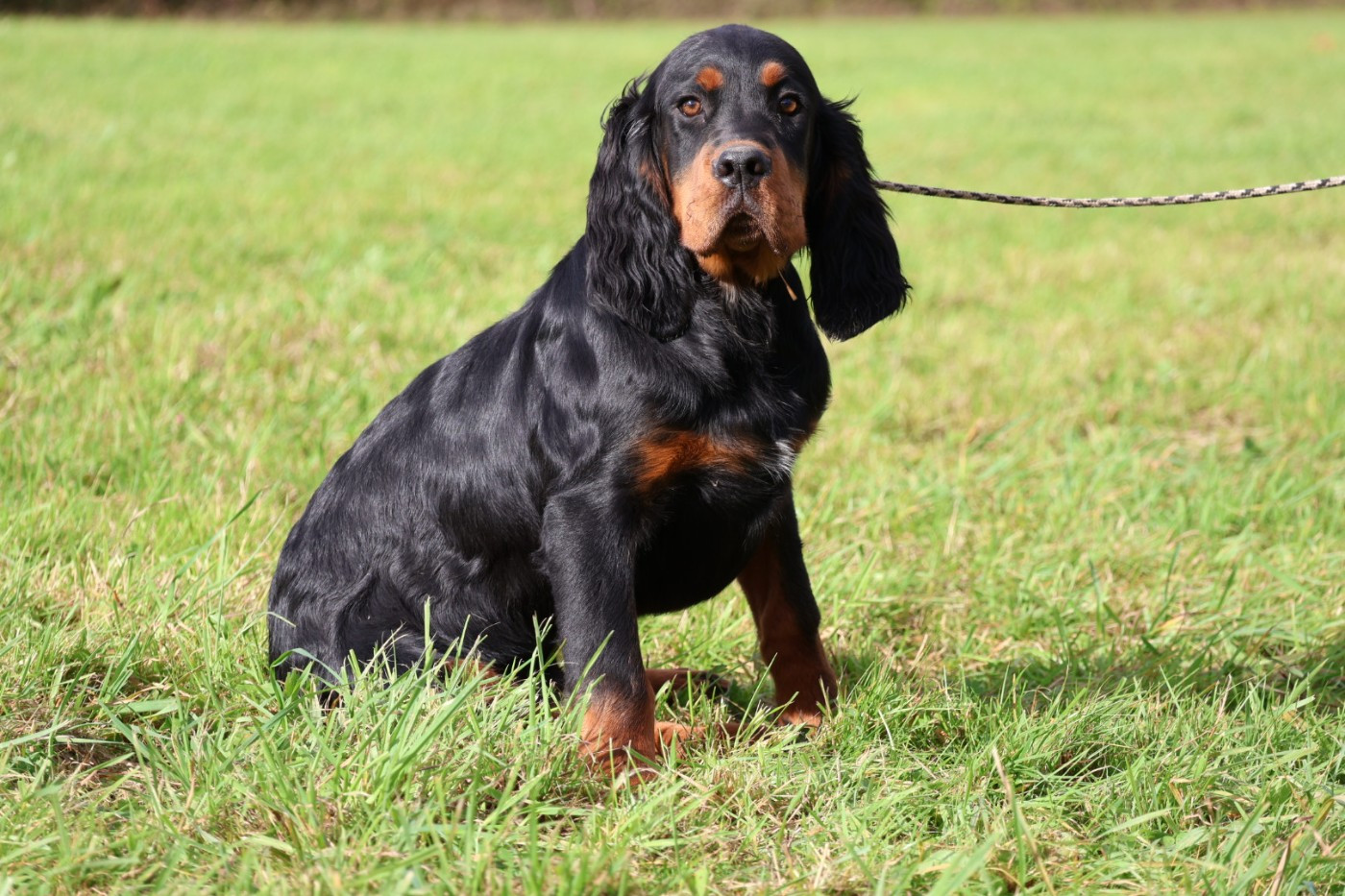 Monsieur bleu foncé