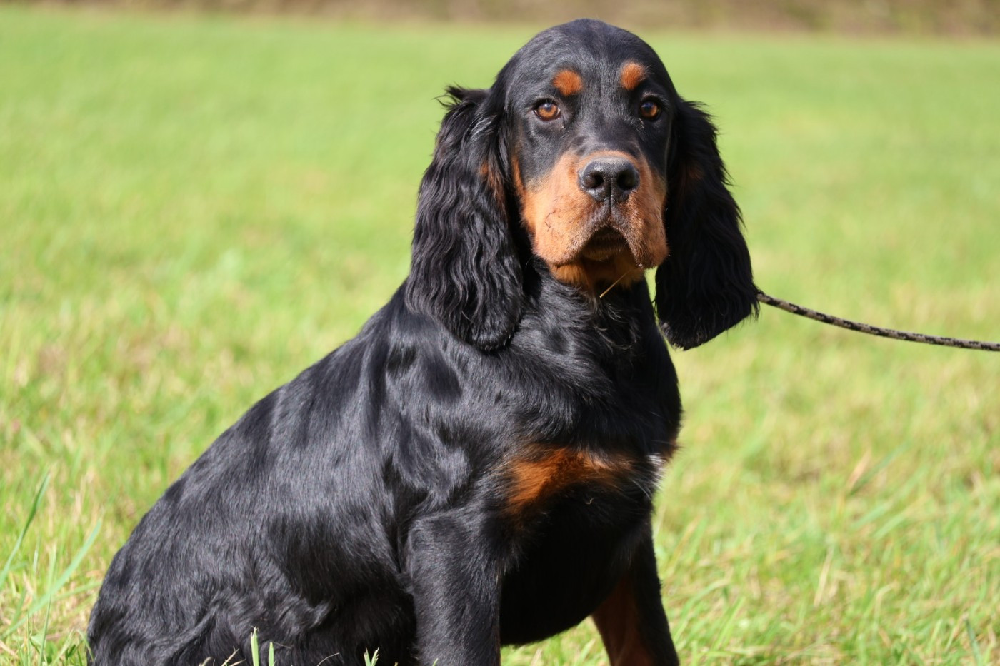 Monsieur bleu foncé