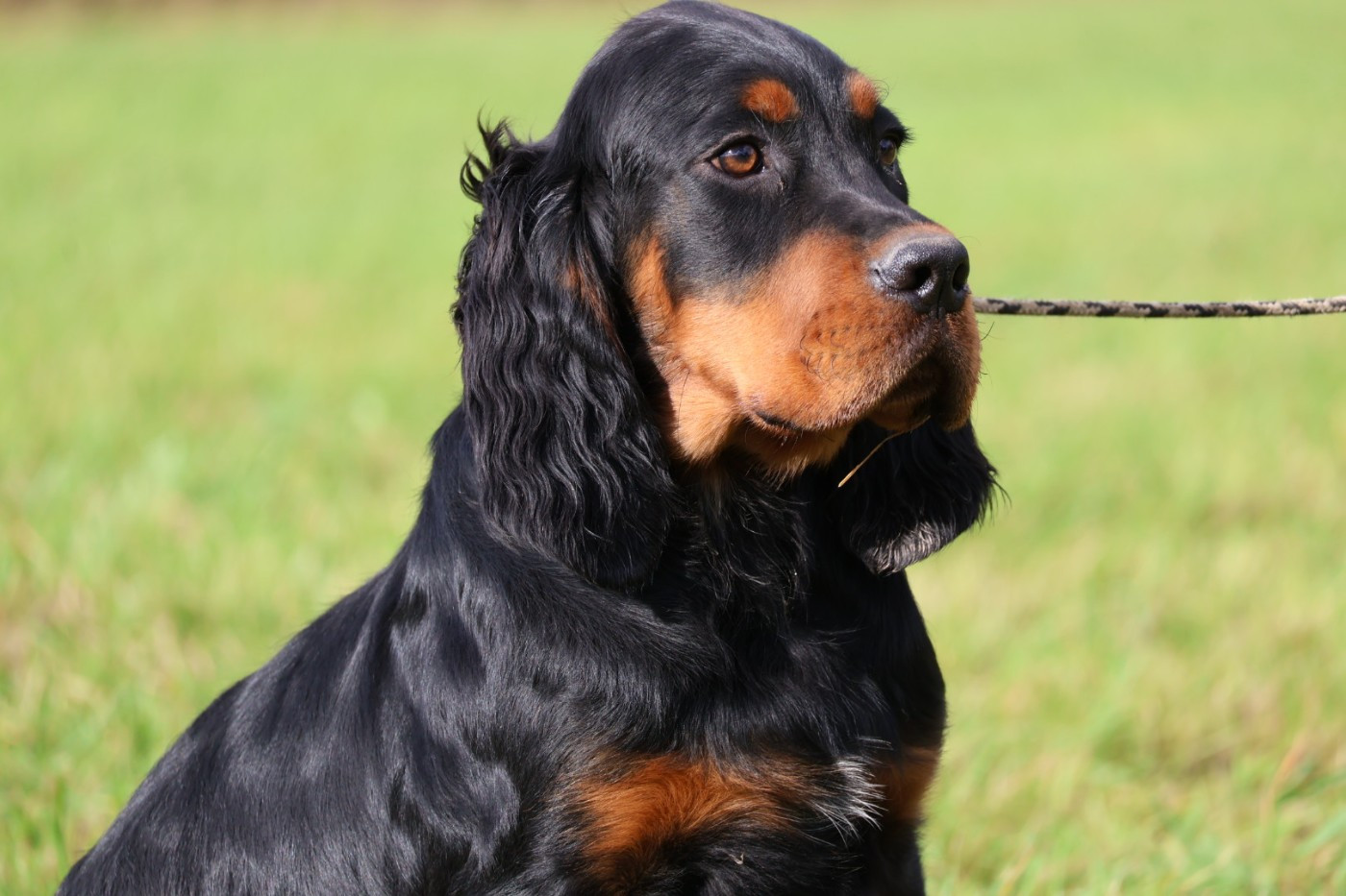 Monsieur bleu foncé
