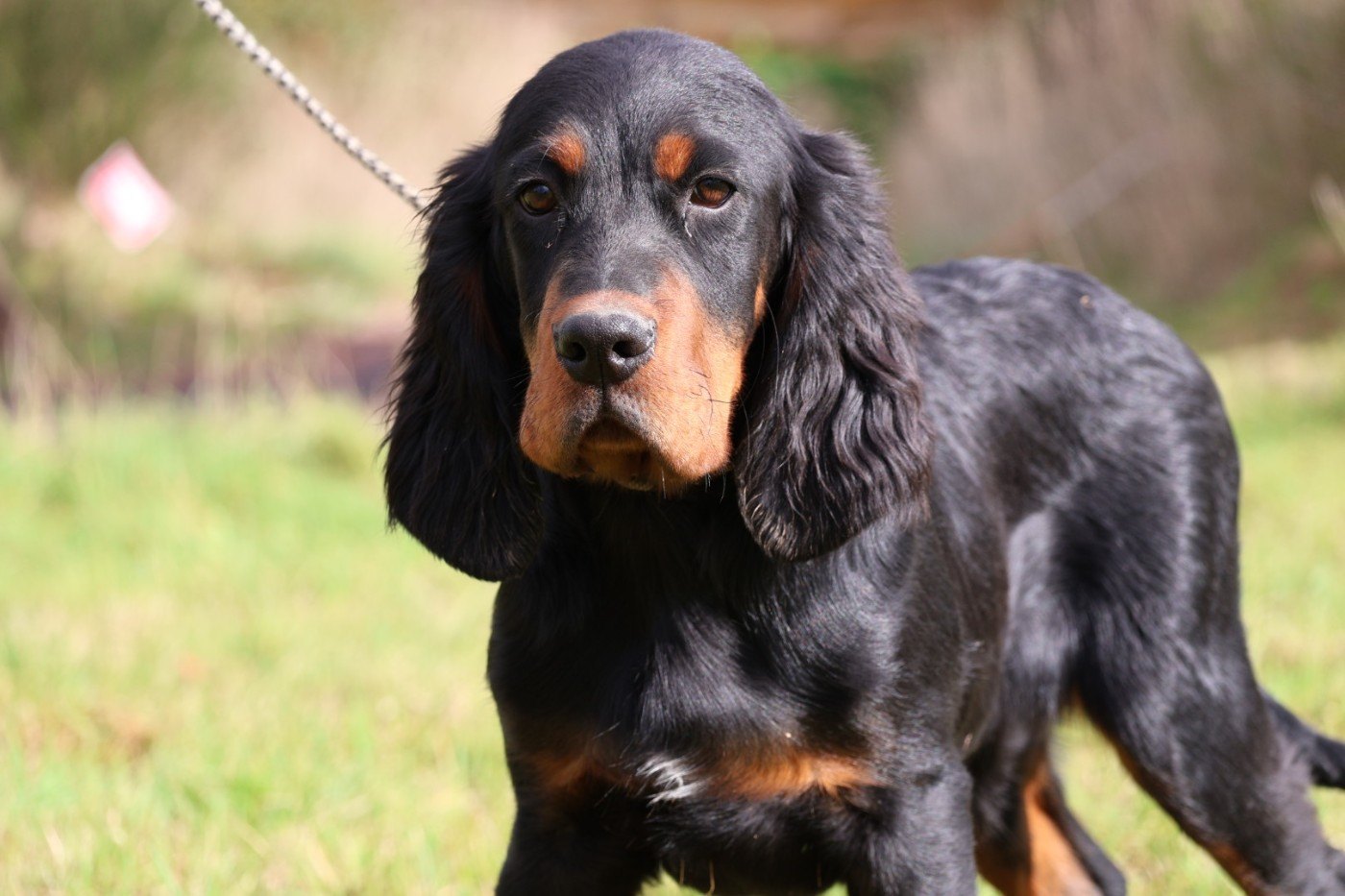 Monsieur bleu moucheté