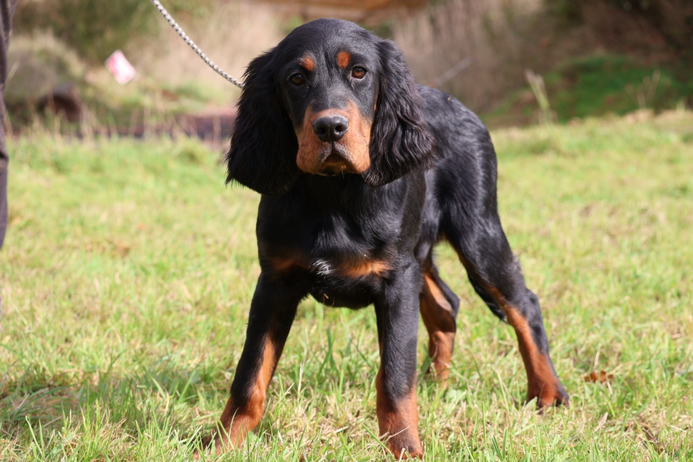 Monsieur bleu moucheté