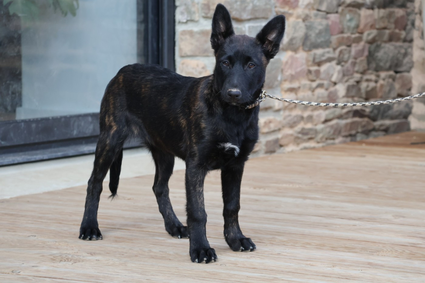 Berger hollandais - Du Domaine De Phoebapooros