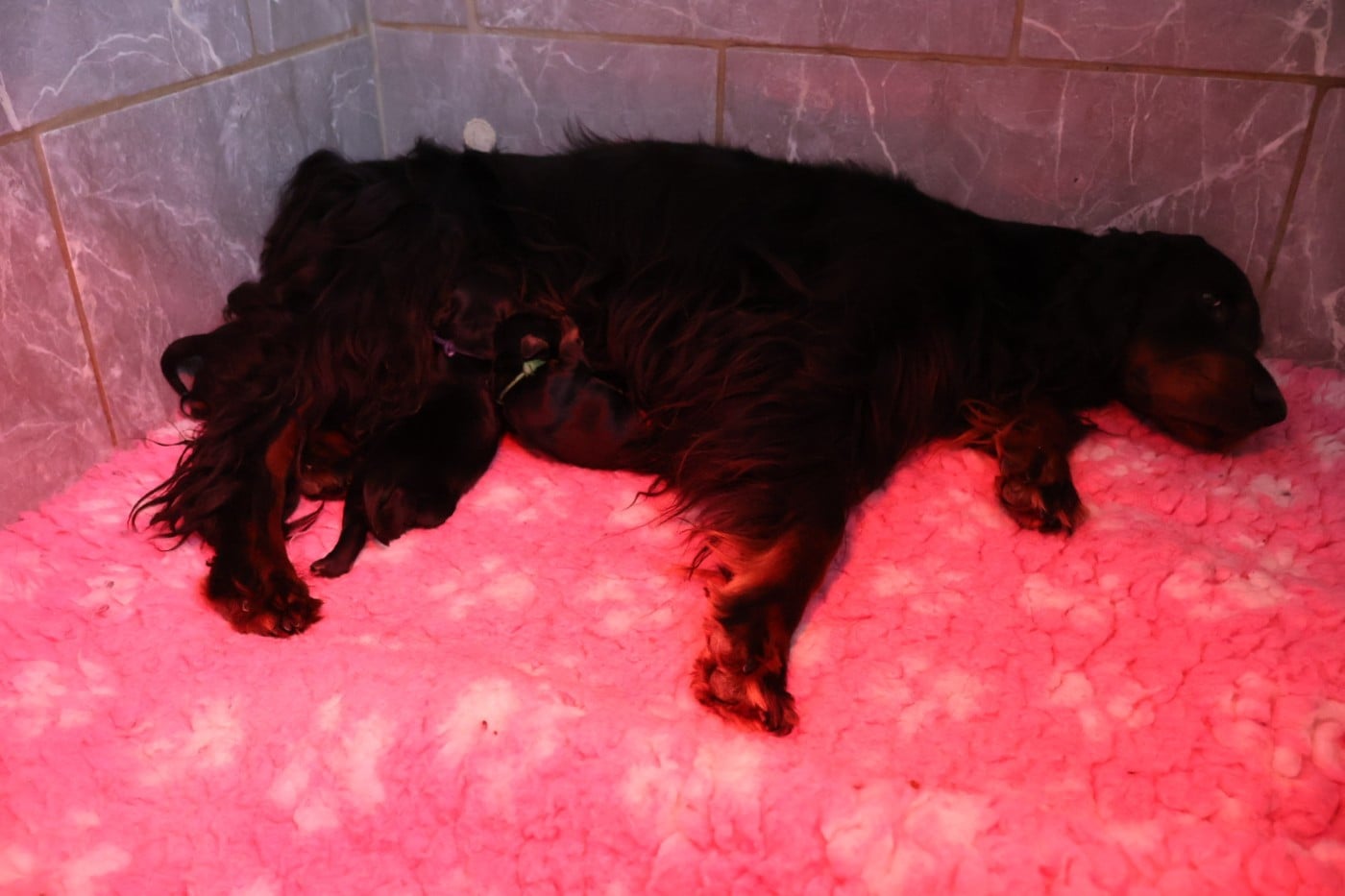 Setter Gordon - Du Domaine De Phoebapooros