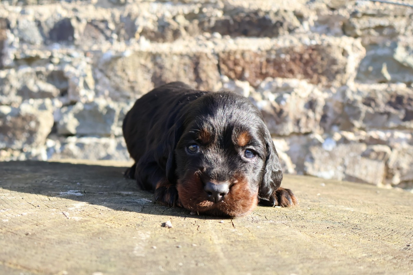 Monsieur noir - Setter Gordon