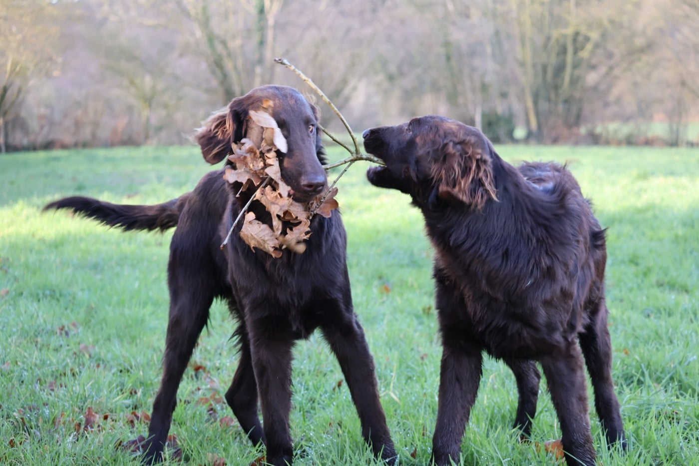 Flat Coated Retriever - Du Domaine De Phoebapooros