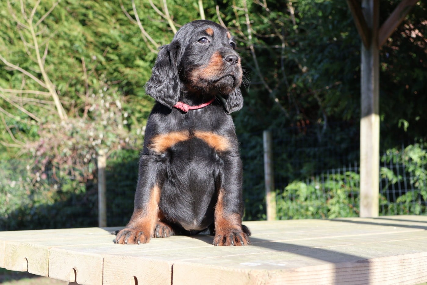 Setter Gordon - Du Domaine De Phoebapooros