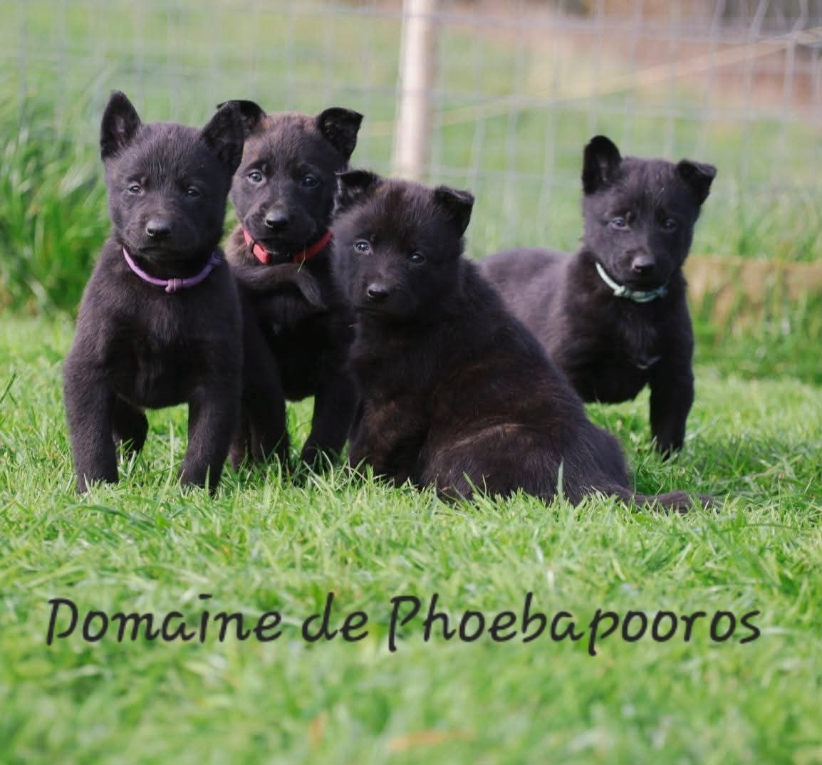 Berger hollandais - Du Domaine De Phoebapooros