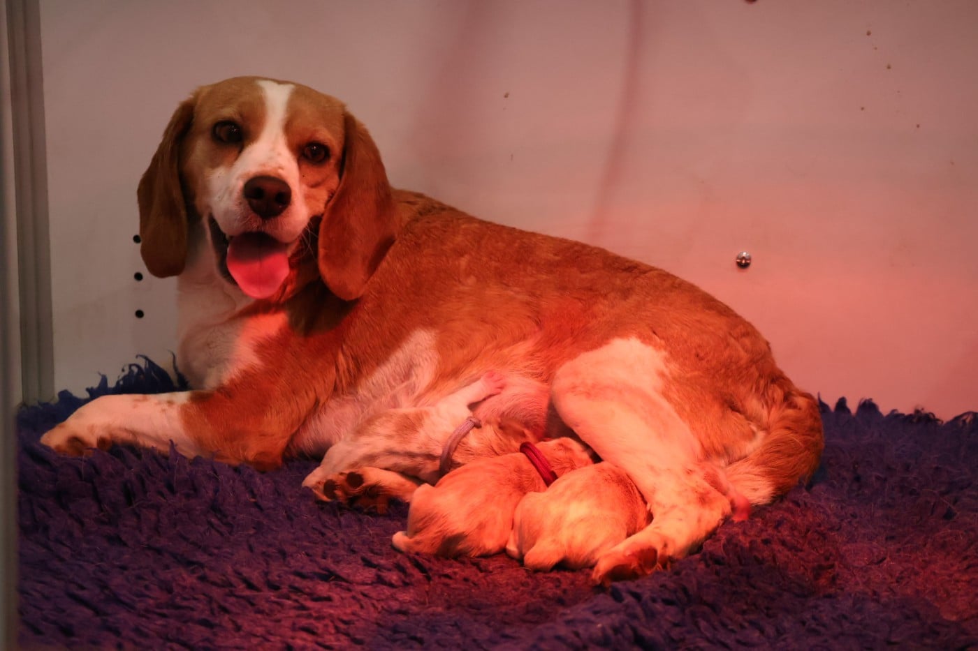 Beagle - Du Domaine De Phoebapooros