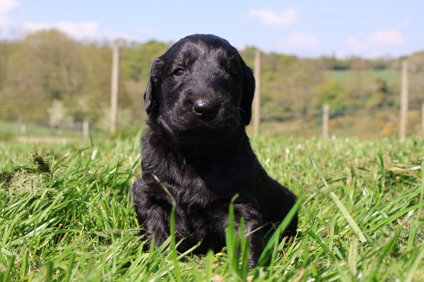 Flat Coated Retriever - Du Domaine De Phoebapooros