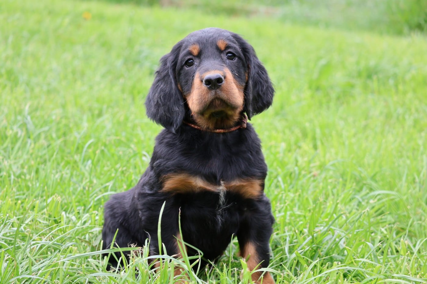 Setter Gordon - Du Domaine De Phoebapooros