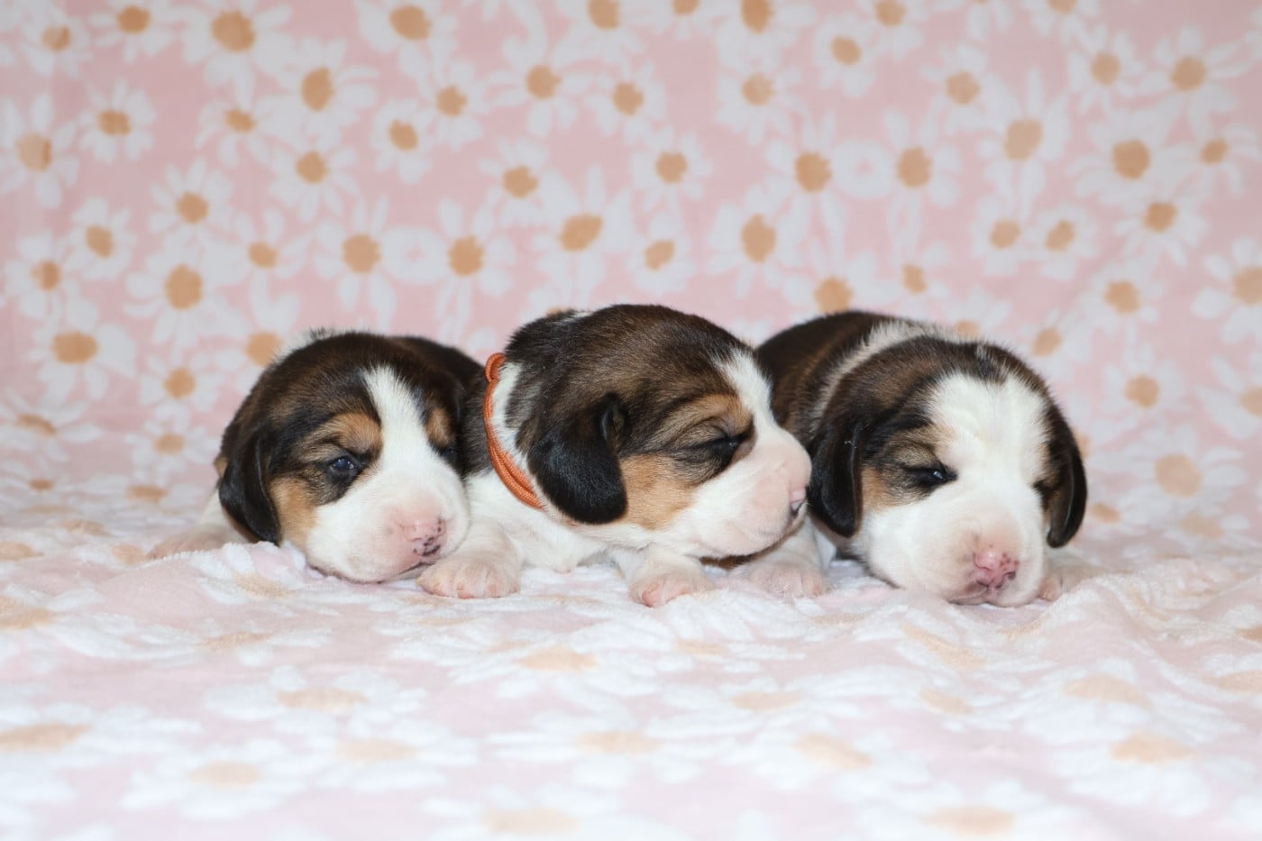 Beagle - Du Domaine De Phoebapooros