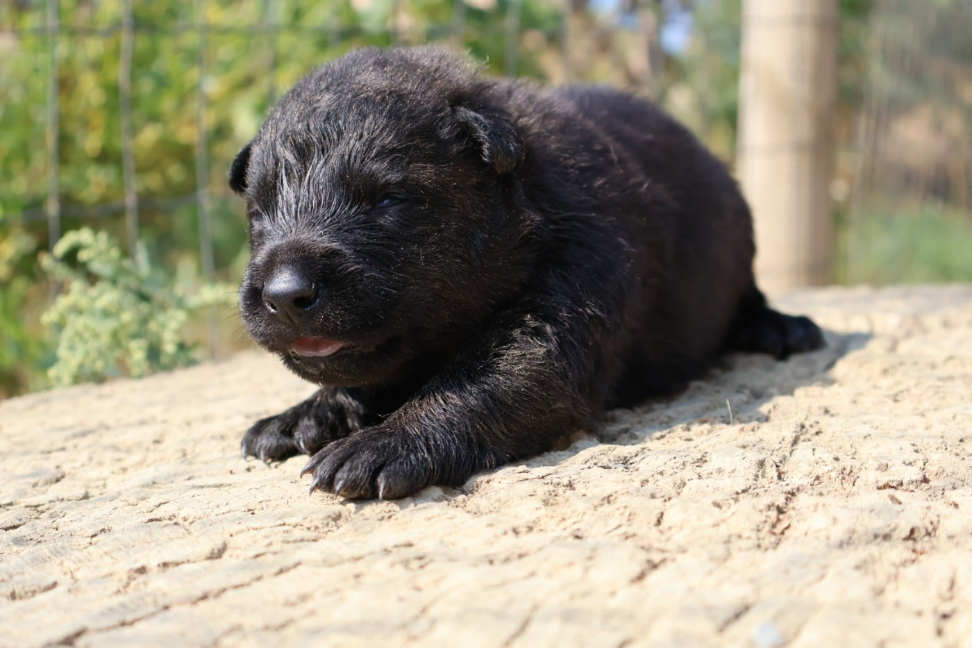 Monsieur bleu clair