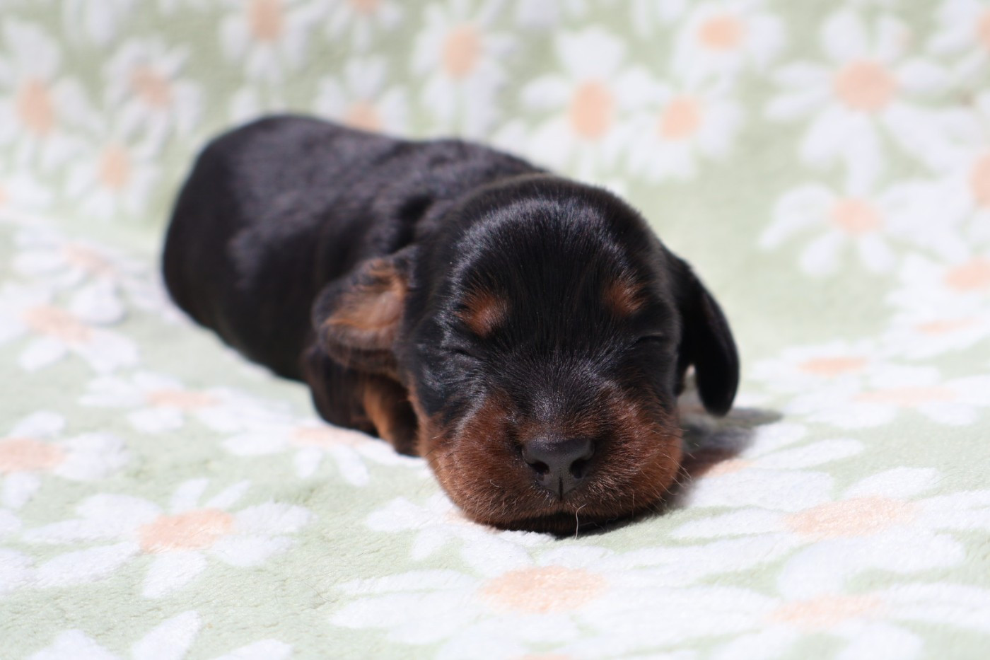 Madame rose - Setter Gordon