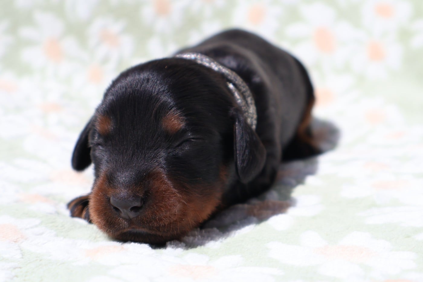 Madame argenté - Setter Gordon