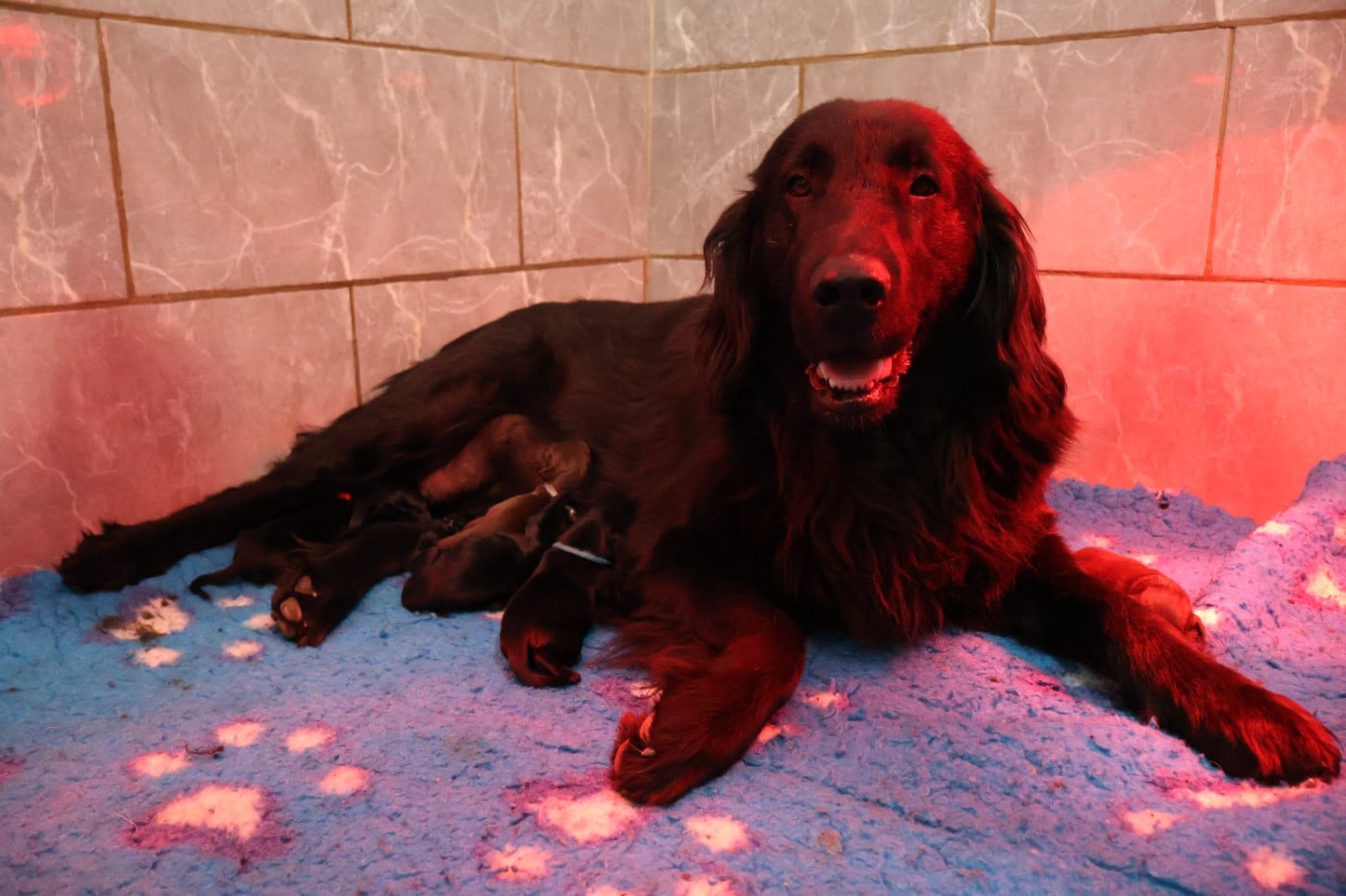 Flat Coated Retriever - Du Domaine De Phoebapooros