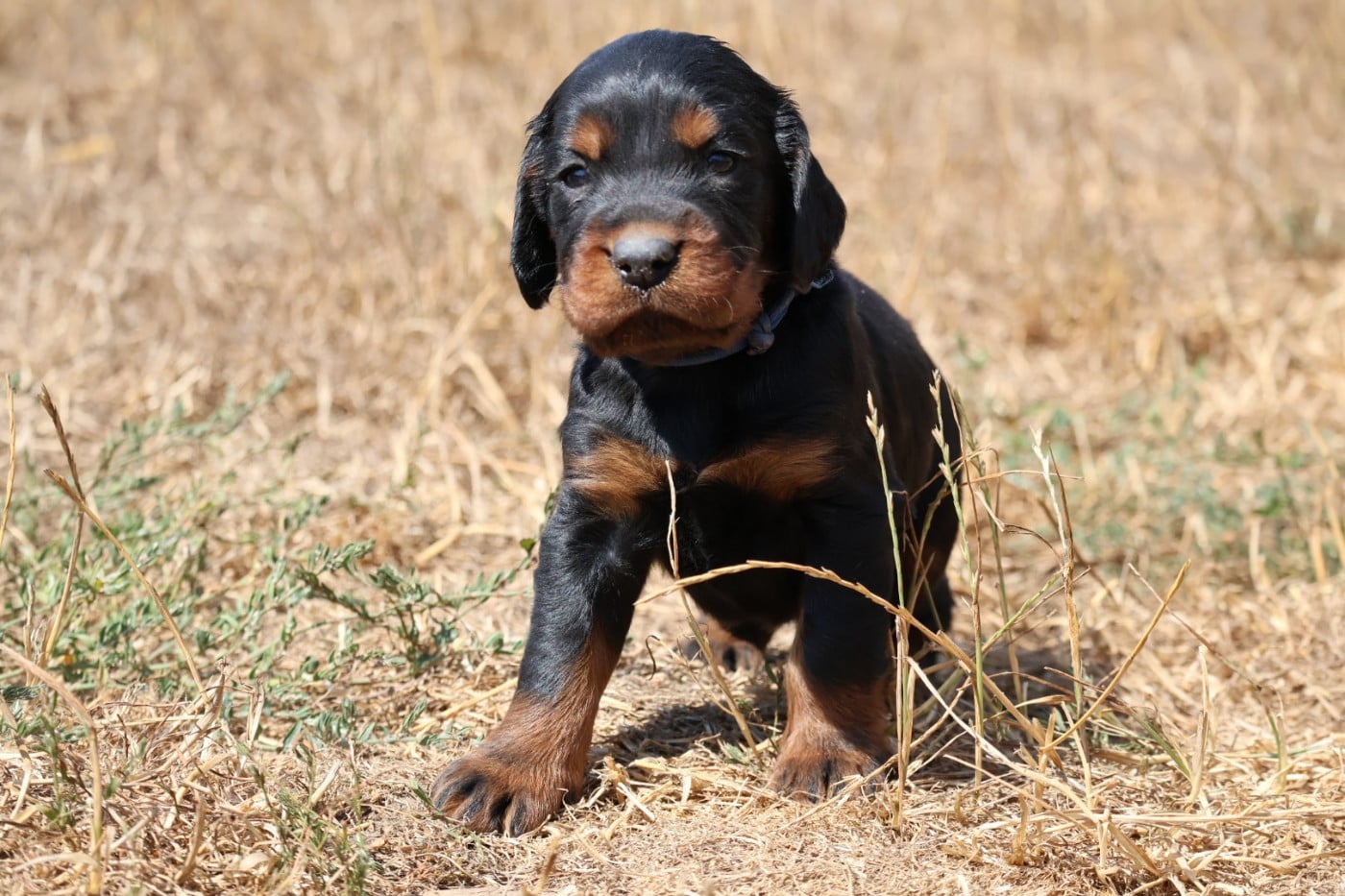 Setter Gordon - Du Domaine De Phoebapooros