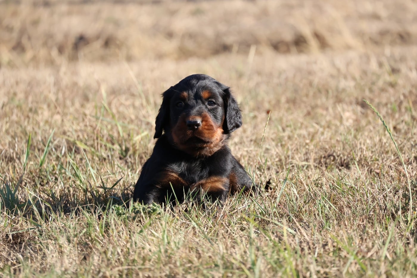Monsieur beige - Setter Gordon