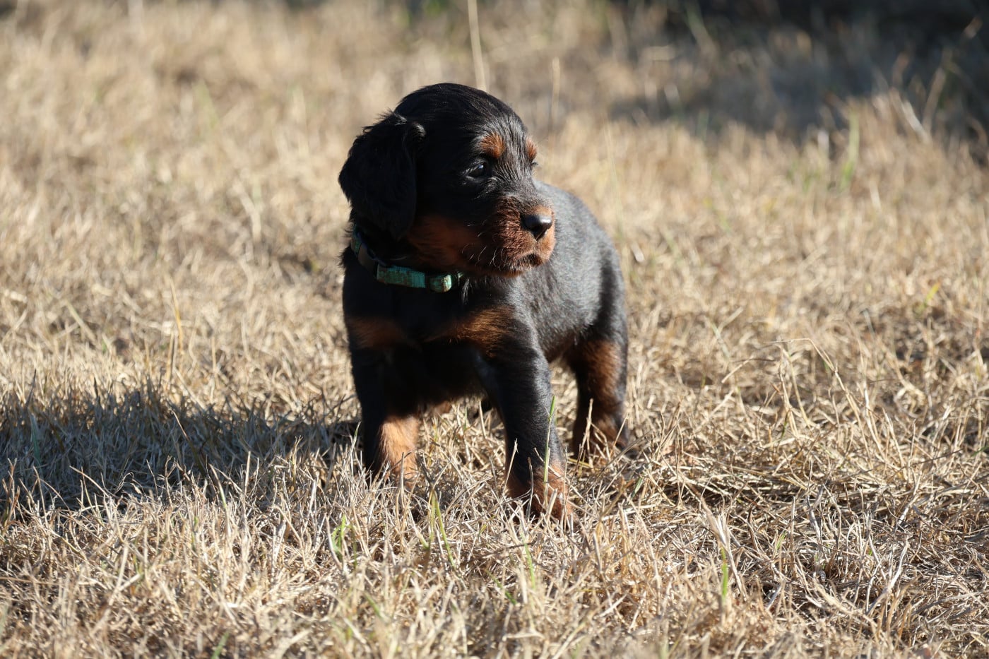 Monsieur bleu clair - Setter Gordon