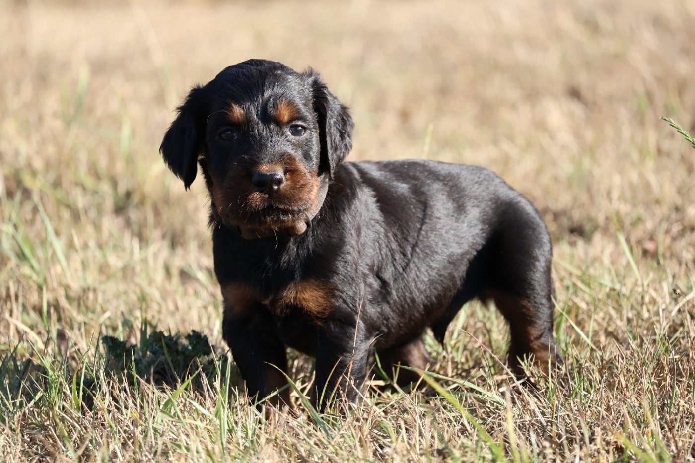 Monsieur noir - Setter Gordon