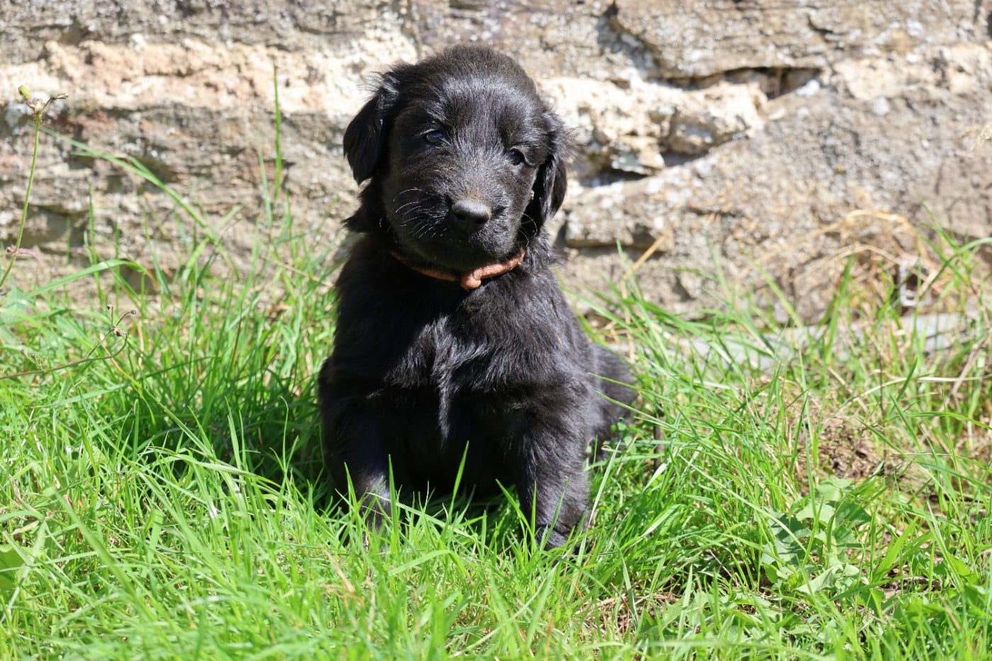 Flat Coated Retriever - Du Domaine De Phoebapooros