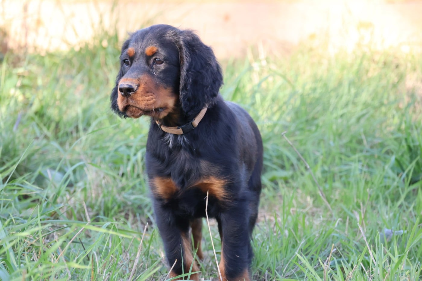 Setter Gordon - Du Domaine De Phoebapooros