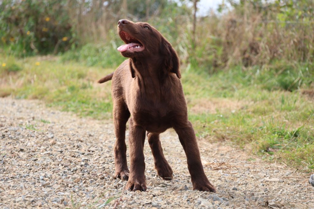 Flat Coated Retriever - Du Domaine De Phoebapooros