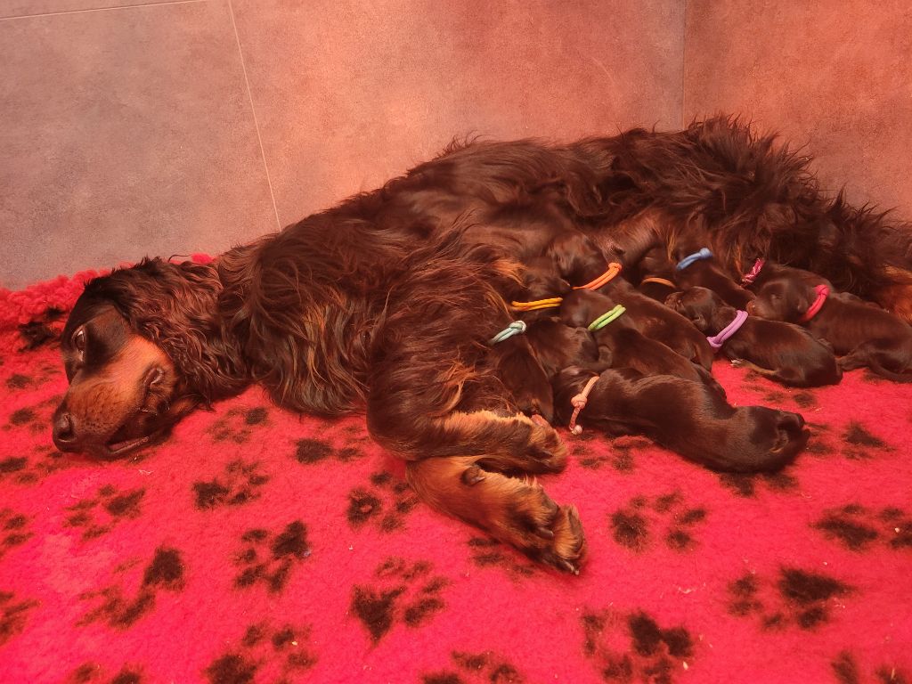 Tous nos chiots à vendre de race Setter Gordon en France