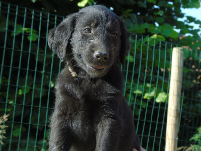 Les chiots de Flat Coated Retriever