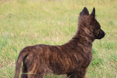 Les chiots de Berger hollandais