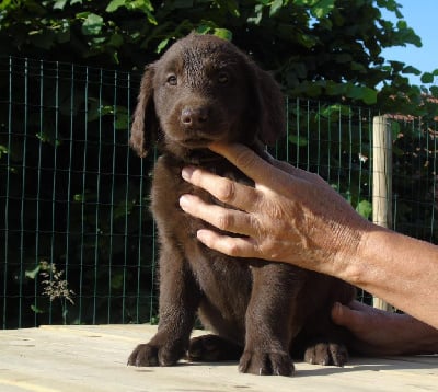 Les chiots de Flat Coated Retriever