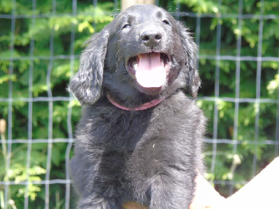 Les chiots de Flat Coated Retriever