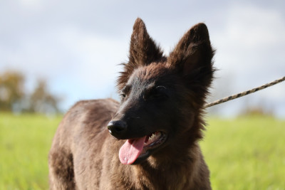Les chiots de Berger hollandais