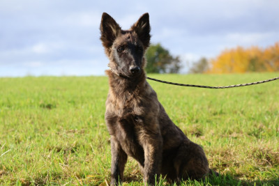 Les chiots de Berger hollandais