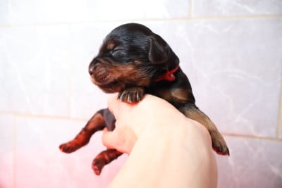 Les chiots de Setter Gordon