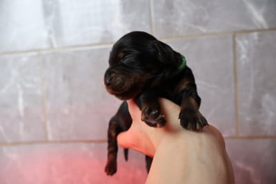 Les chiots de Setter Gordon