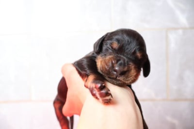 Les chiots de Setter Gordon