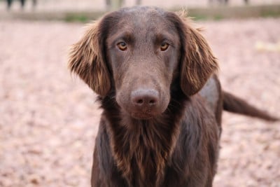 Les chiots de Flat Coated Retriever