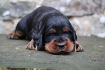 Les chiots de Setter Gordon