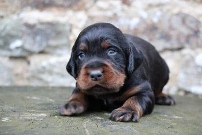 Les chiots de Setter Gordon