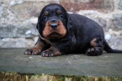 Les chiots de Setter Gordon