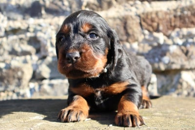 Les chiots de Setter Gordon