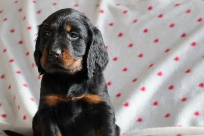 Les chiots de Setter Gordon